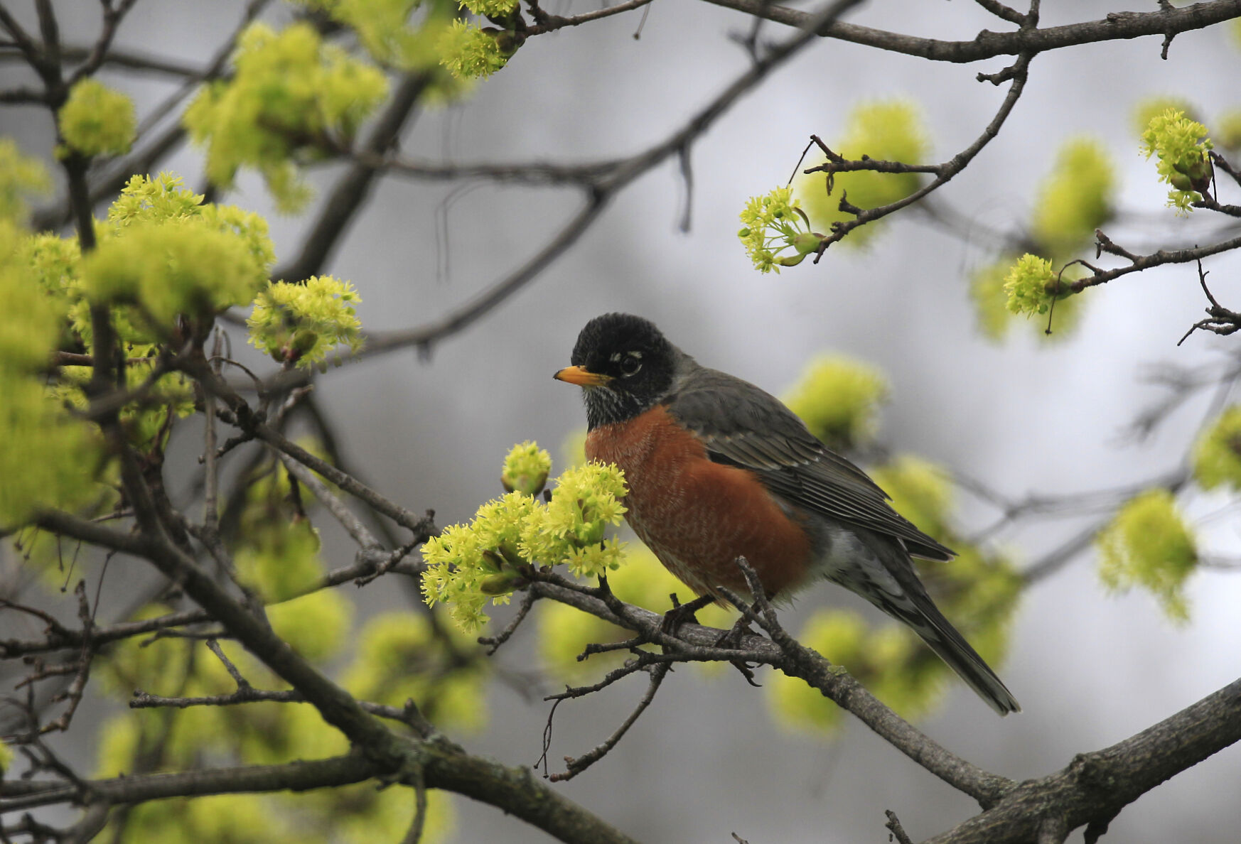 American Robin